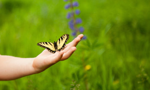 preschool – science